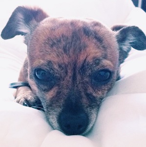 Vote For Riley the Chiweenie